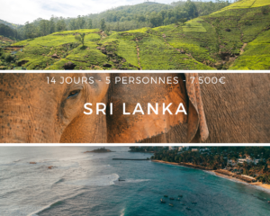 Champs de thé, plage idyllique et éléphant du Sri Lanka dans un même cadre